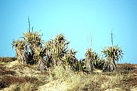 yucca.jpg: 1000x663, 178k (10 mars 2016 à 20h22)