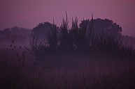 Brouillard.JPG: 1200x796, 90k (10 mars 2016 à 20h40)
